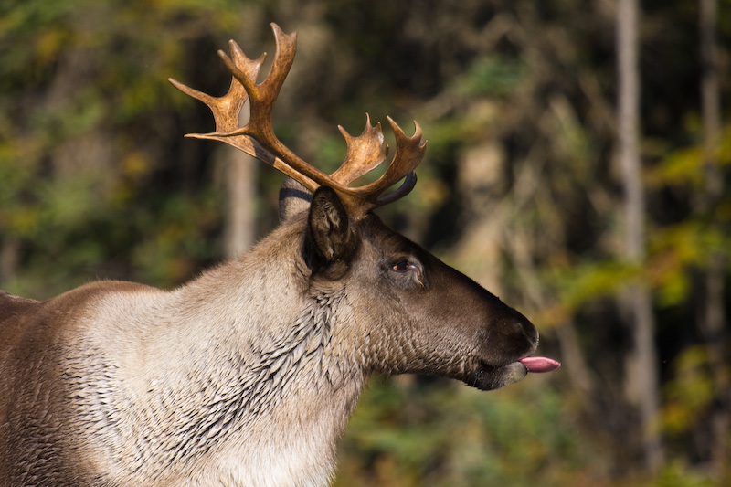 Caribou